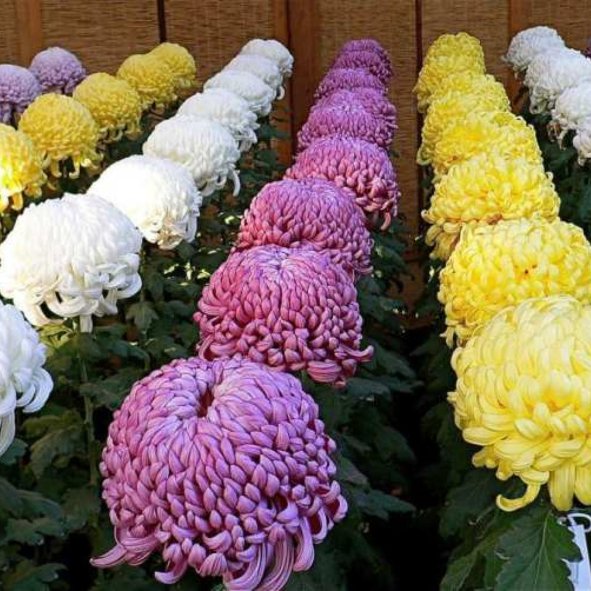 Duchess Mix China Aster Seeds - Colorful Autumn Blooms, 20 seeds