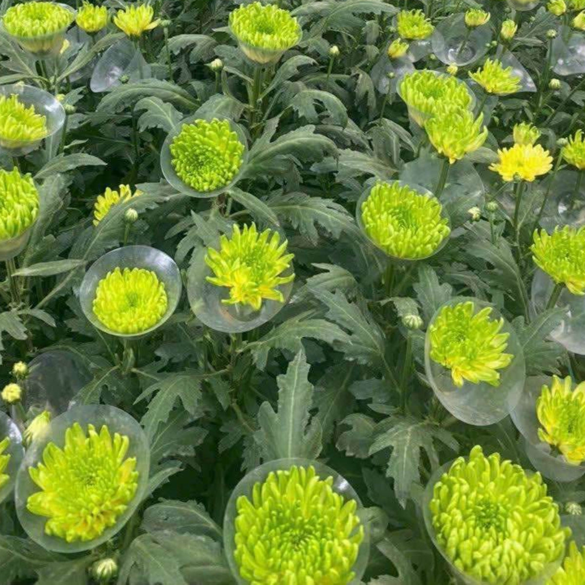 20s | Duchess Mix China Aster Seeds – Heirloom, Non-GMO, Colorful Autumn Blooms, Easy to Grow, Perfect for Fall Gardens, Pollinator-Friendly, Border Plants, Cut Flowers, and Cottage Gardens#8030