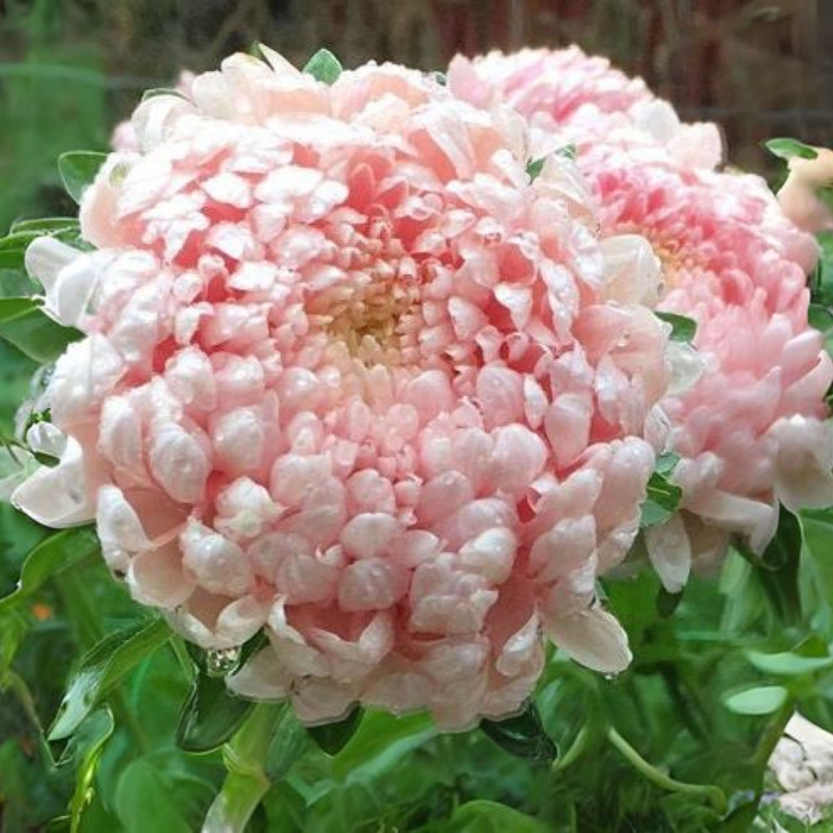 Duchess Mix China Aster Seeds - Colorful Autumn Blooms, 20 seeds
