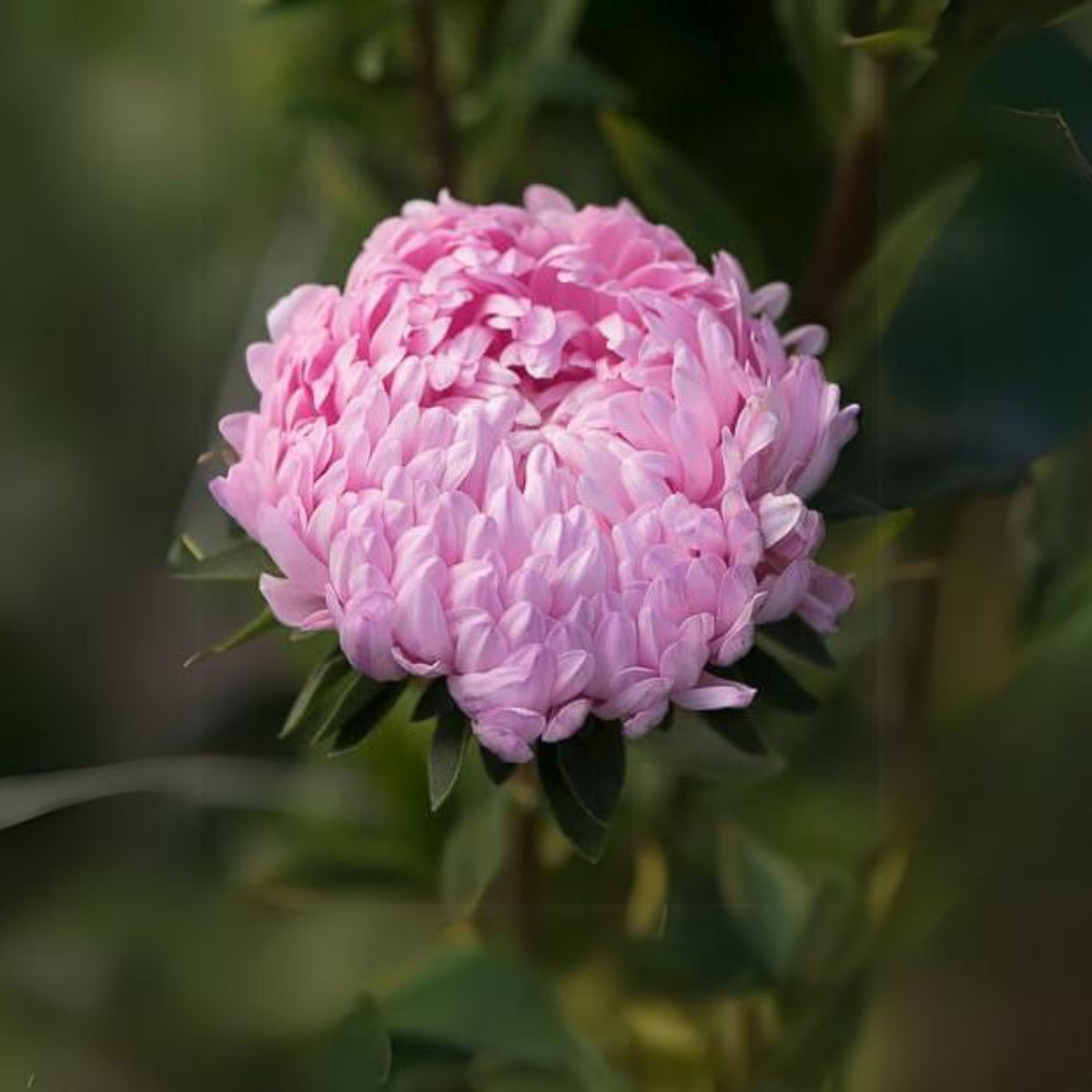 Duchess Mix China Aster Seeds - Colorful Autumn Blooms, 20 seeds