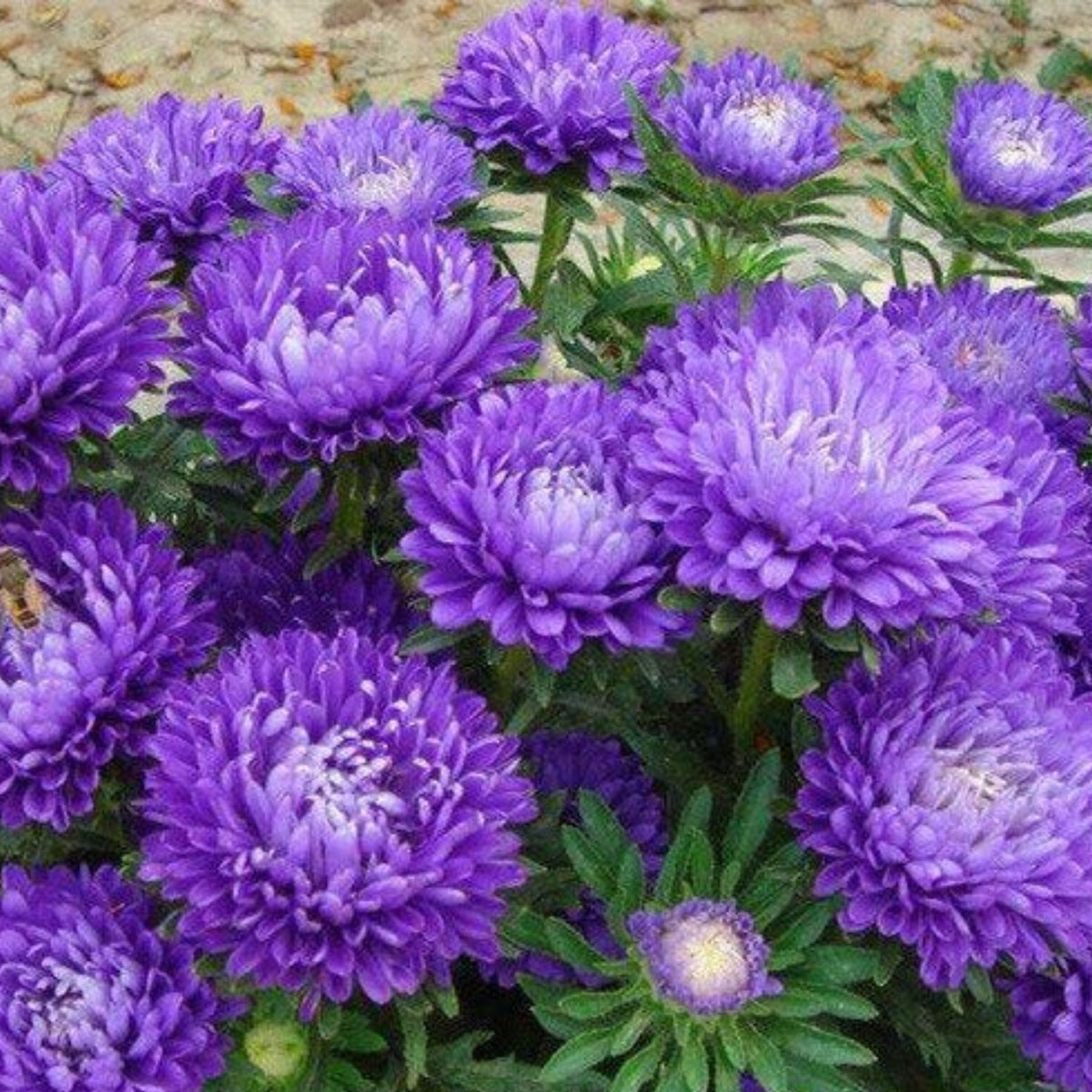 20s | Duchess Mix China Aster Seeds – Heirloom, Non-GMO, Colorful Autumn Blooms, Easy to Grow, Perfect for Fall Gardens, Pollinator-Friendly, Border Plants, Cut Flowers, and Cottage Gardens#8030