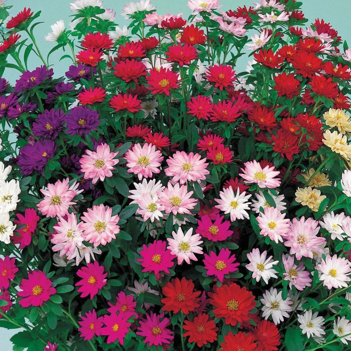 20s | Serenade Mix Aster Seeds – Heirloom – Non-GMO – Fall Blooms – Pollinator Friendly – Perennial & Annual – Easy to Grow – Colorful Autumn Flowers – Garden to Table – Cottage Garden#8031