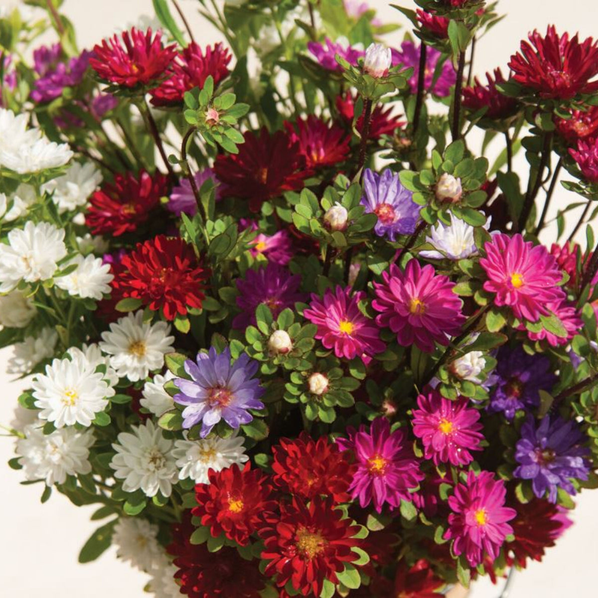Serenade Mix Aster Seeds - China Aster, 20 seeds
