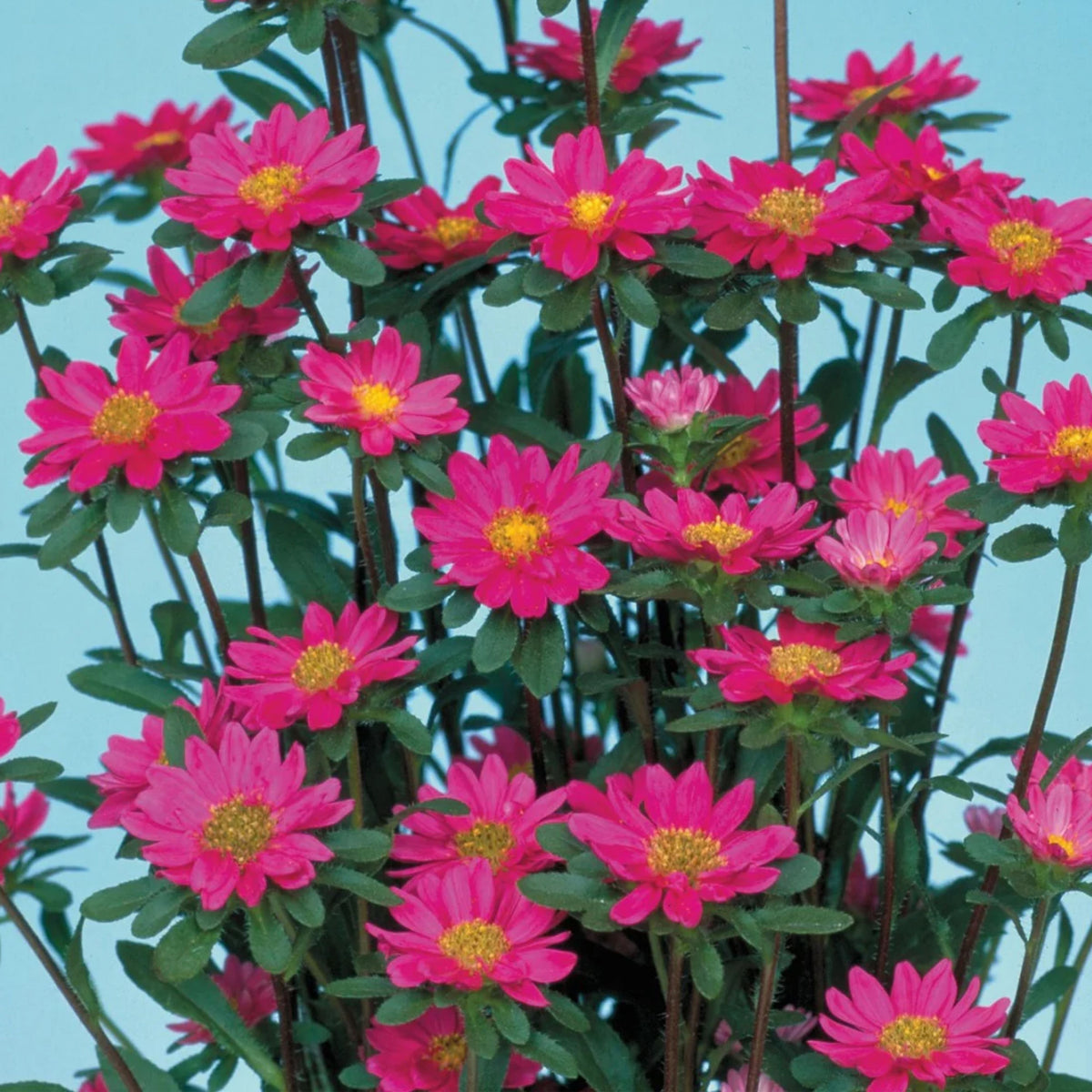 Serenade Mix Aster Seeds - China Aster, 20 seeds