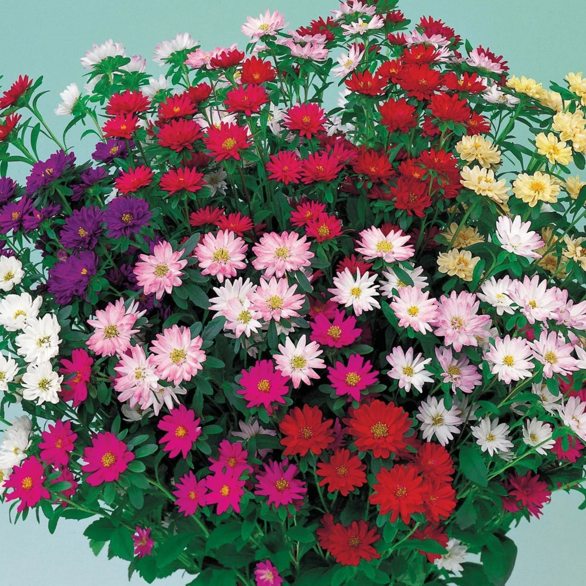 20s | Serenade Mix Aster Seeds – Heirloom – Non-GMO – Fall Blooms – Pollinator Friendly – Perennial & Annual – Easy to Grow – Colorful Autumn Flowers – Garden to Table – Cottage Garden#8031