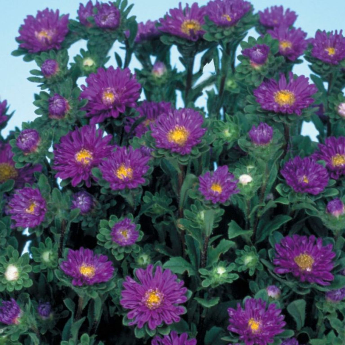 Serenade Mix Aster Seeds - China Aster, 20 seeds