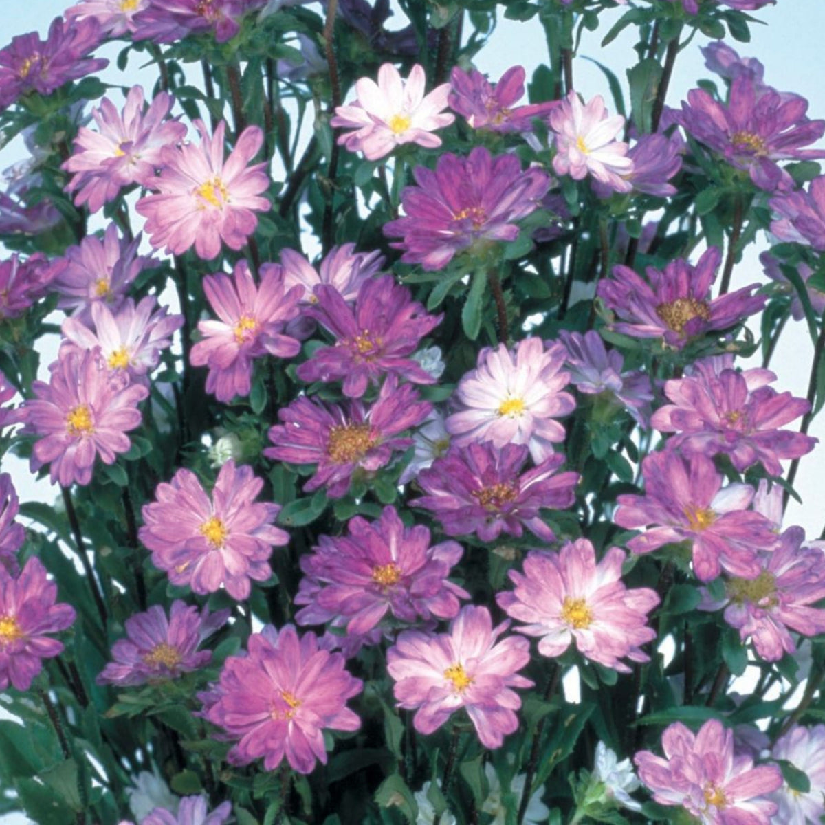 Serenade Mix Aster Seeds - China Aster, 20 seeds
