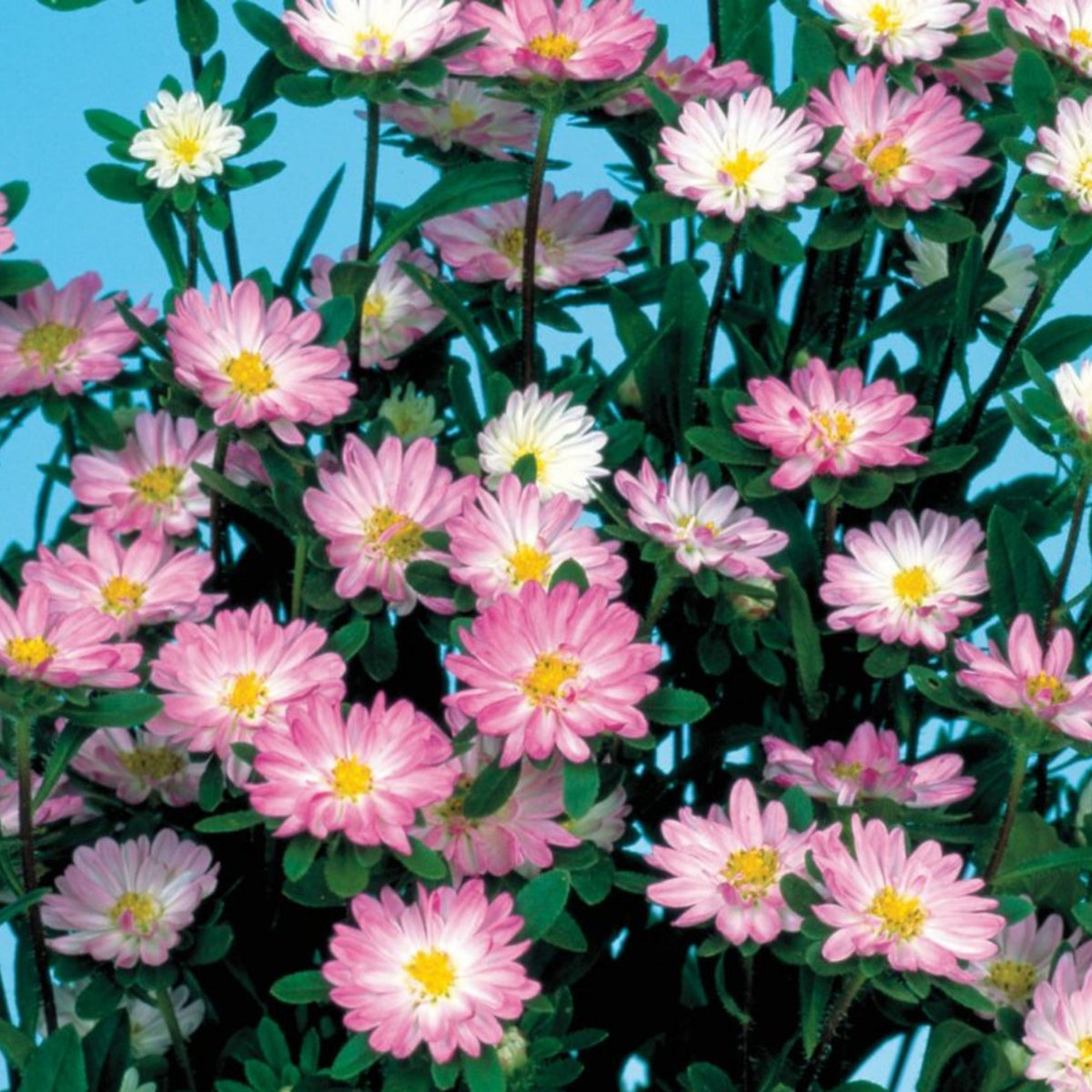 20s | Serenade Mix Aster Seeds – Heirloom – Non-GMO – Fall Blooms – Pollinator Friendly – Perennial & Annual – Easy to Grow – Colorful Autumn Flowers – Garden to Table – Cottage Garden#8031