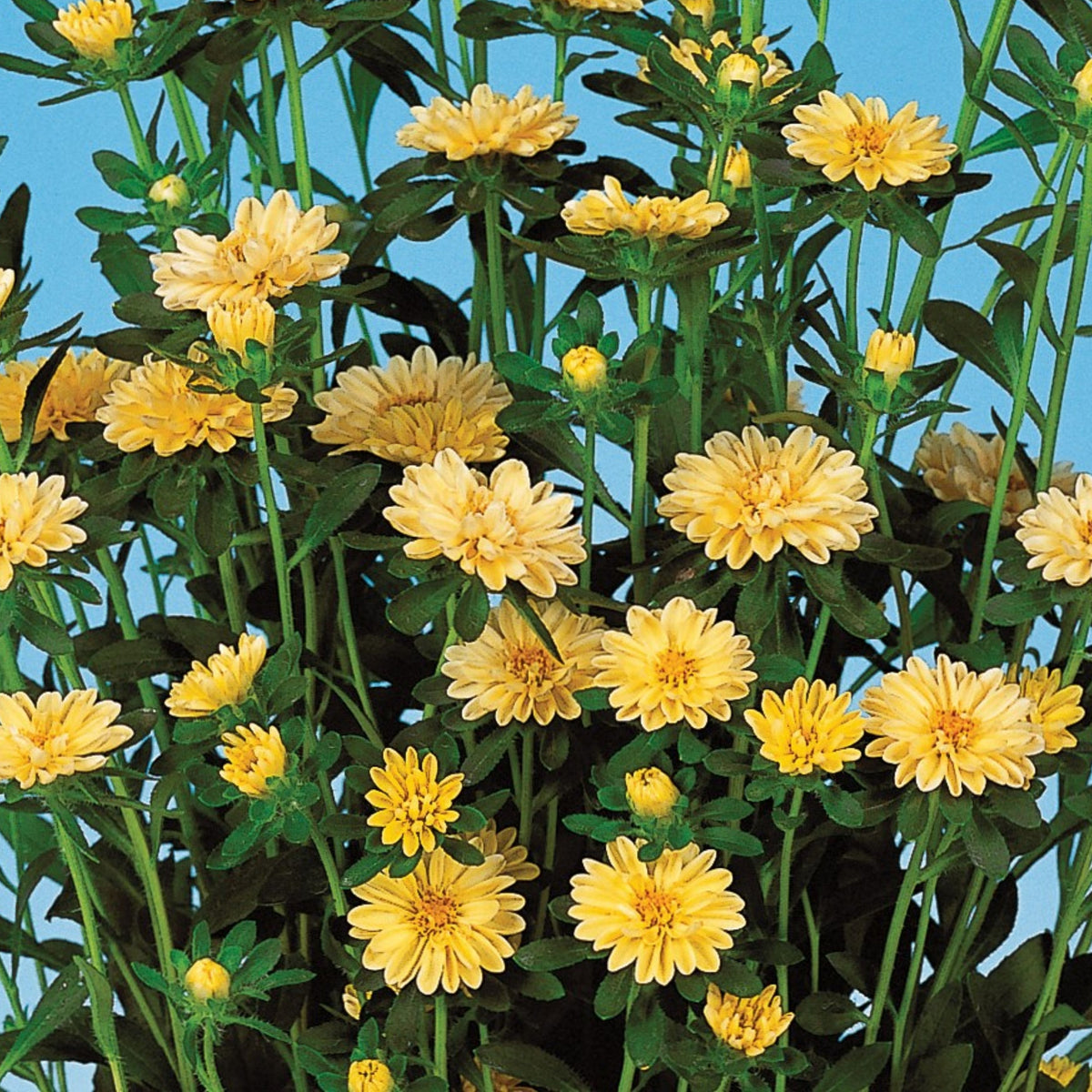 Serenade Mix Aster Seeds - China Aster, 20 seeds