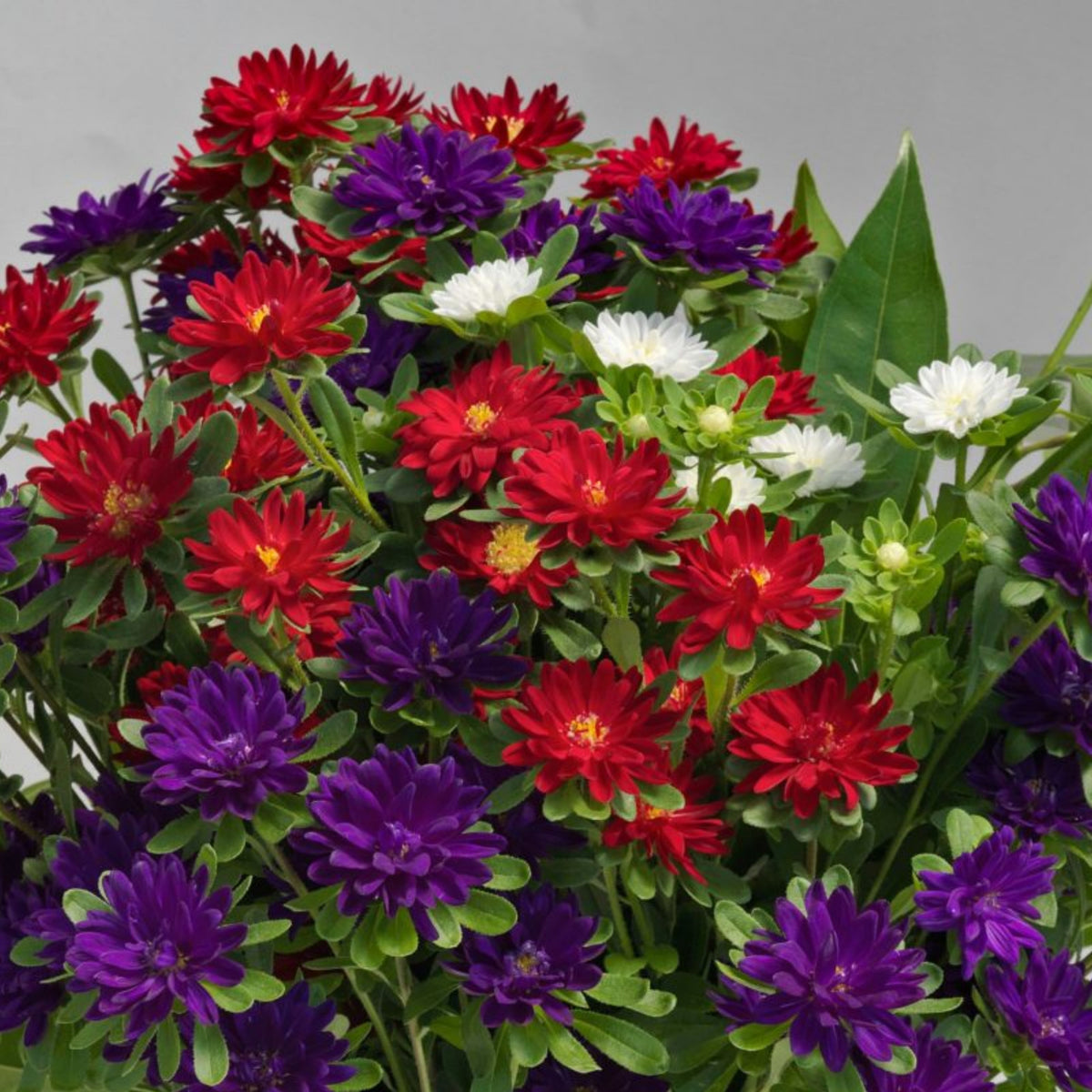 Serenade Mix Aster Seeds - China Aster, 20 seeds