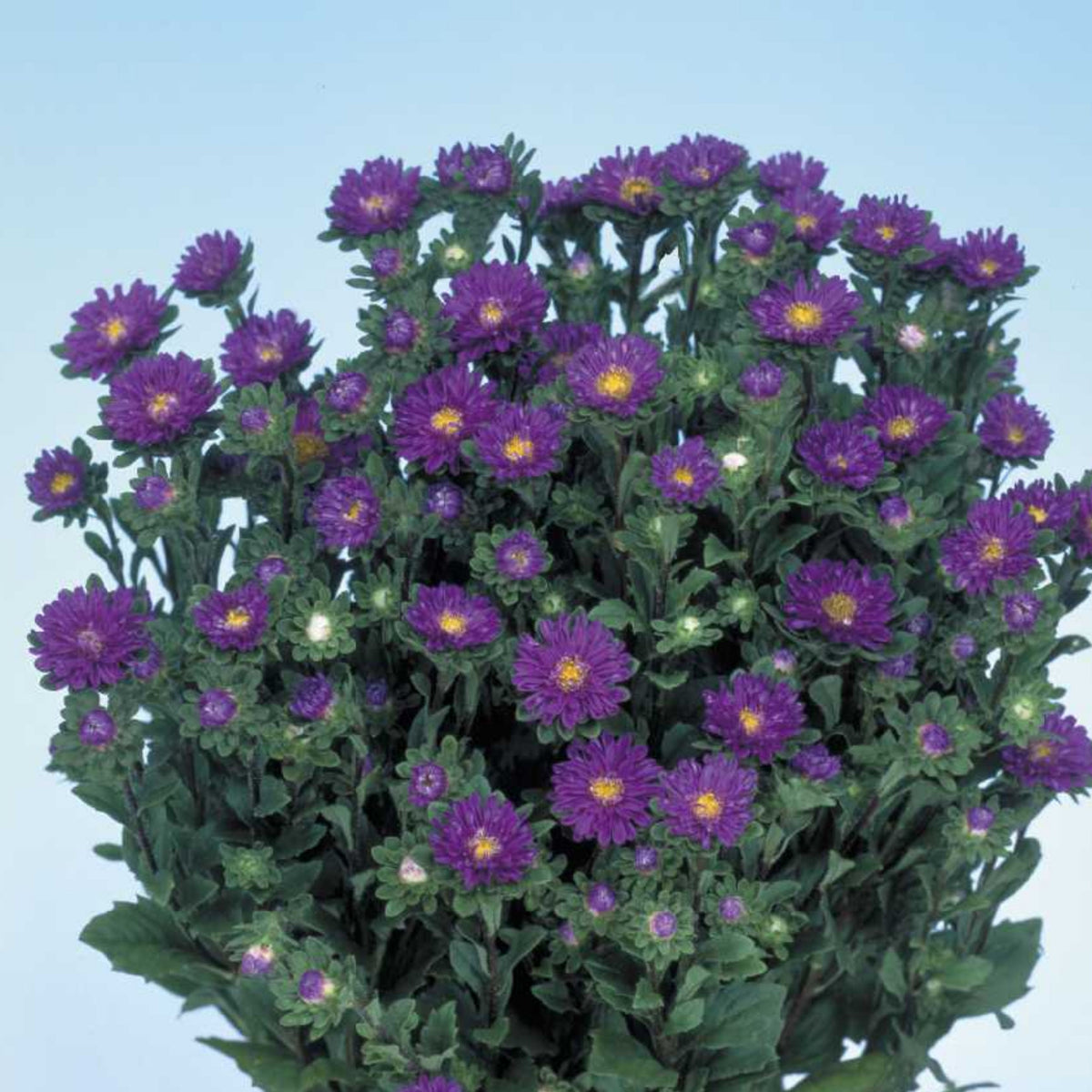 Serenade Mix Aster Seeds - China Aster, 20 seeds