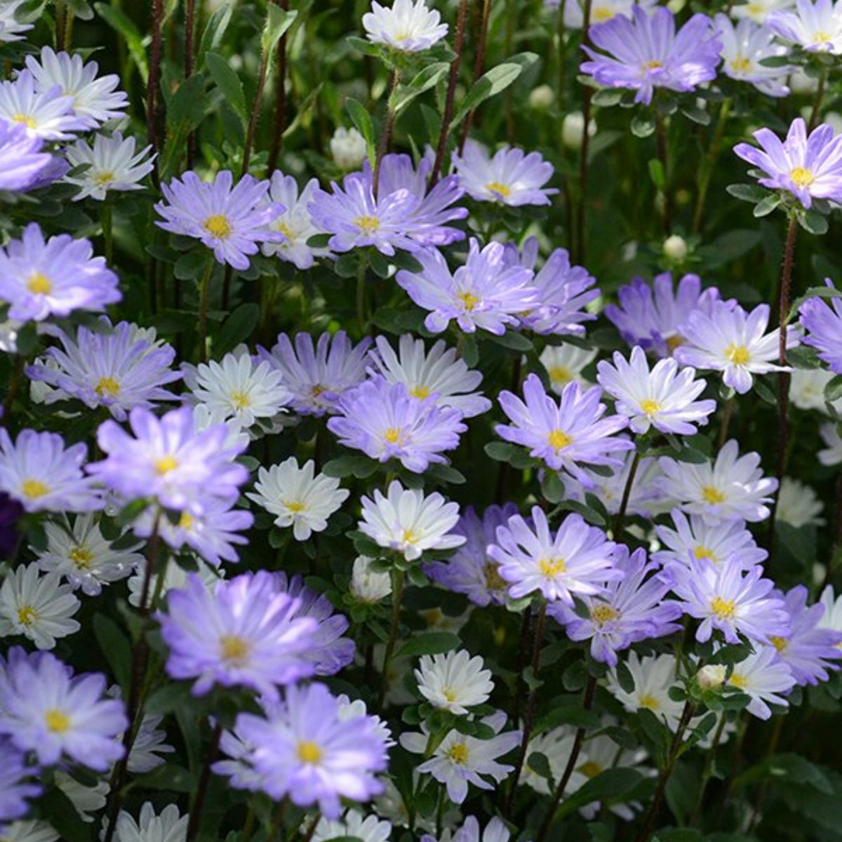 Serenade Mix Aster Seeds - China Aster, 20 seeds
