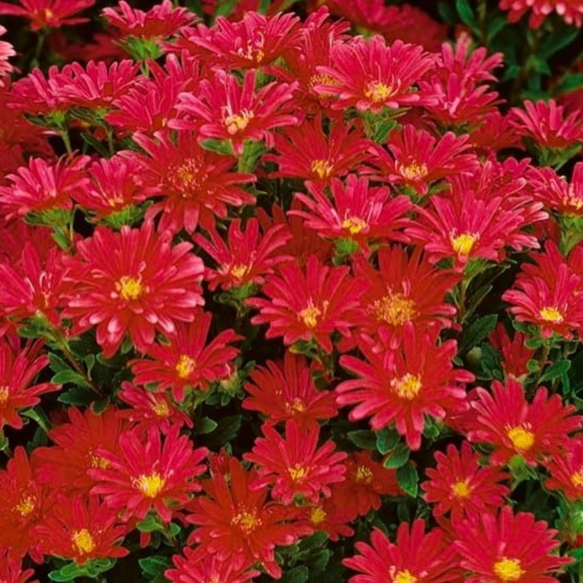 Serenade Mix Aster Seeds - China Aster, 20 seeds