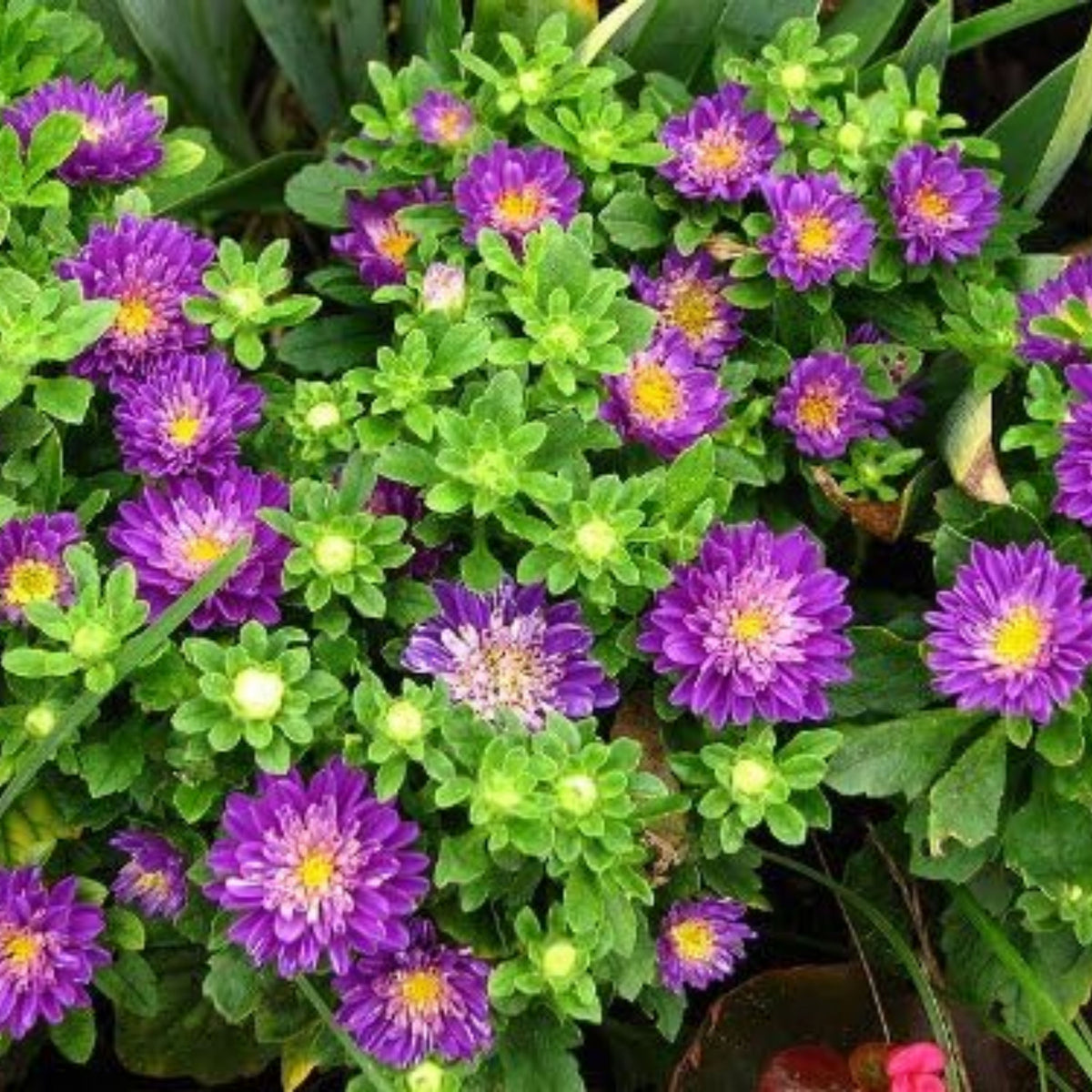 Serenade Mix Aster Seeds - China Aster, 20 seeds