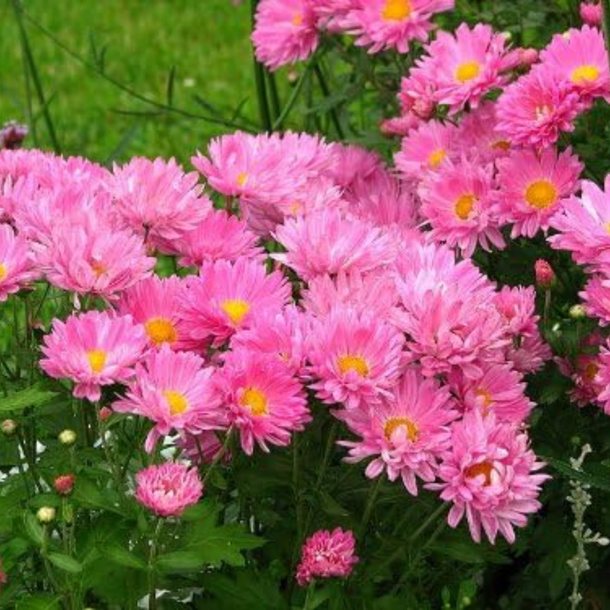 20s | Serenade Mix Aster Seeds – Heirloom – Non-GMO – Fall Blooms – Pollinator Friendly – Perennial & Annual – Easy to Grow – Colorful Autumn Flowers – Garden to Table – Cottage Garden#8031