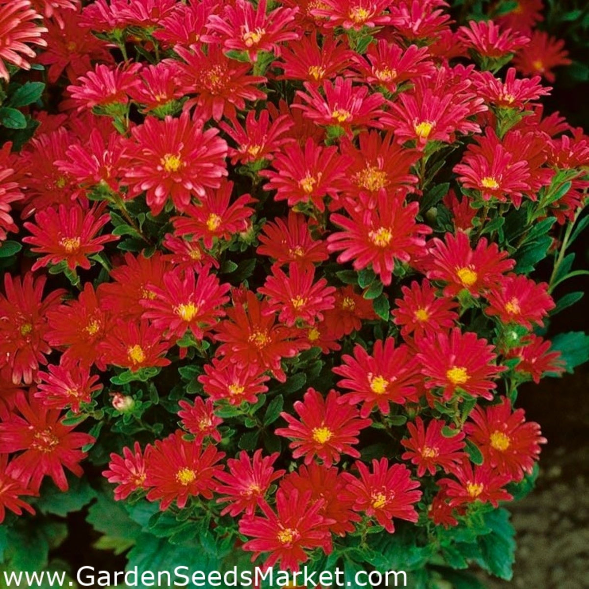20s | Serenade Mix Aster Seeds – Heirloom – Non-GMO – Fall Blooms – Pollinator Friendly – Perennial & Annual – Easy to Grow – Colorful Autumn Flowers – Garden to Table – Cottage Garden#8031