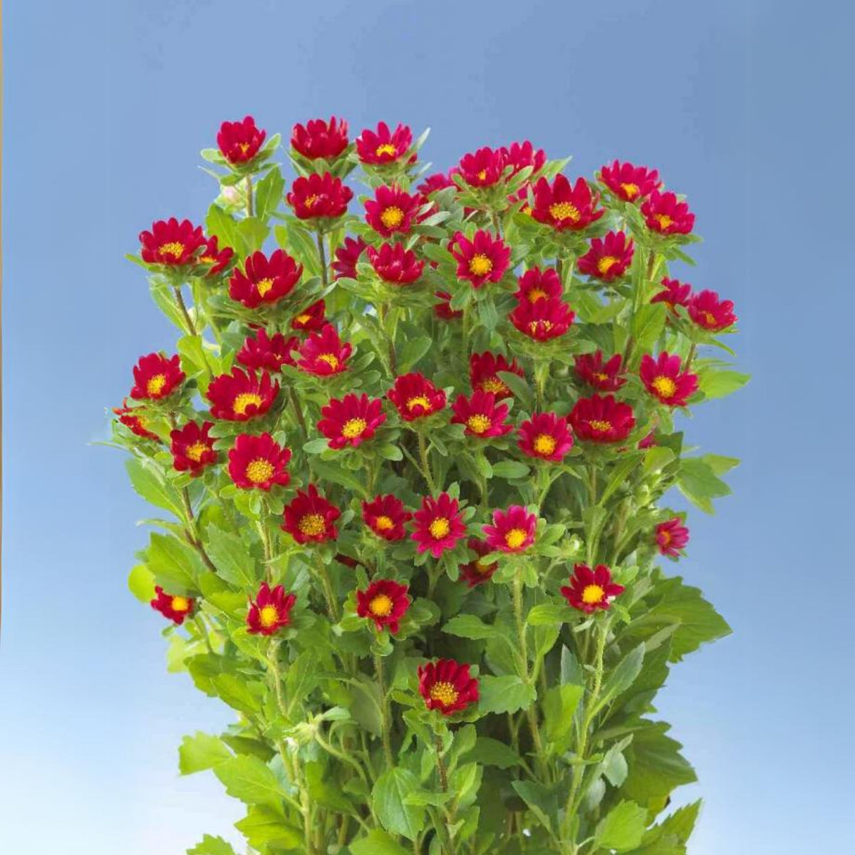 Serenade Mix Aster Seeds - China Aster, 20 seeds