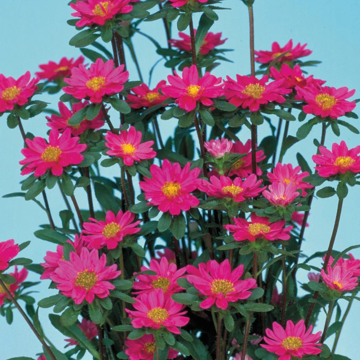 Serenade Mix Aster Seeds - China Aster, 20 seeds