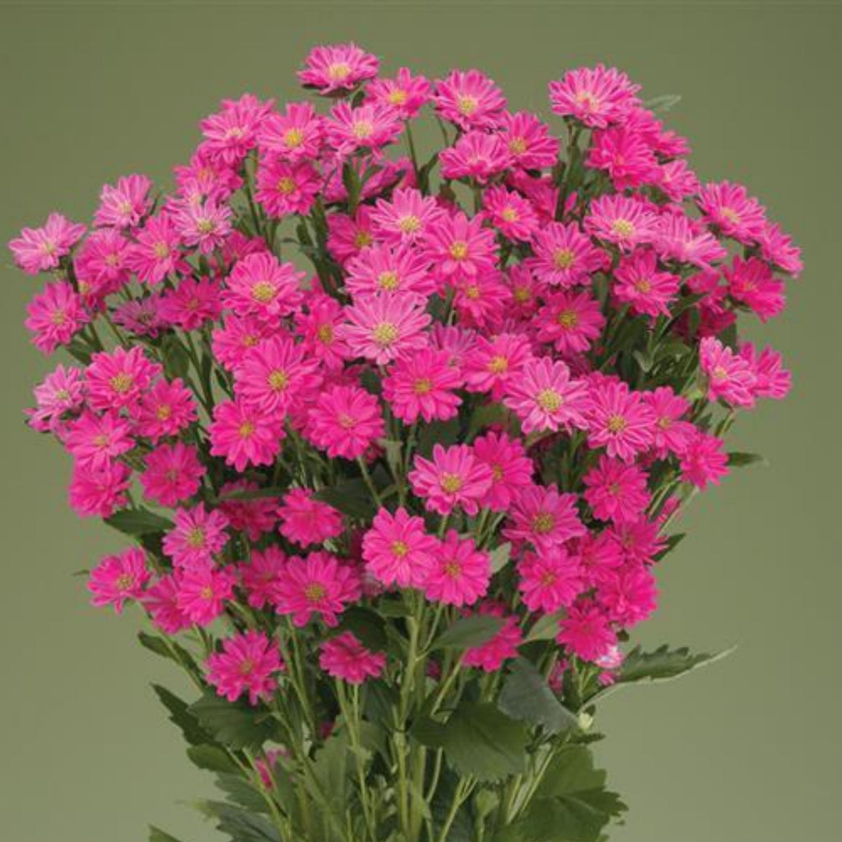 Serenade Mix Aster Seeds - China Aster, 20 seeds