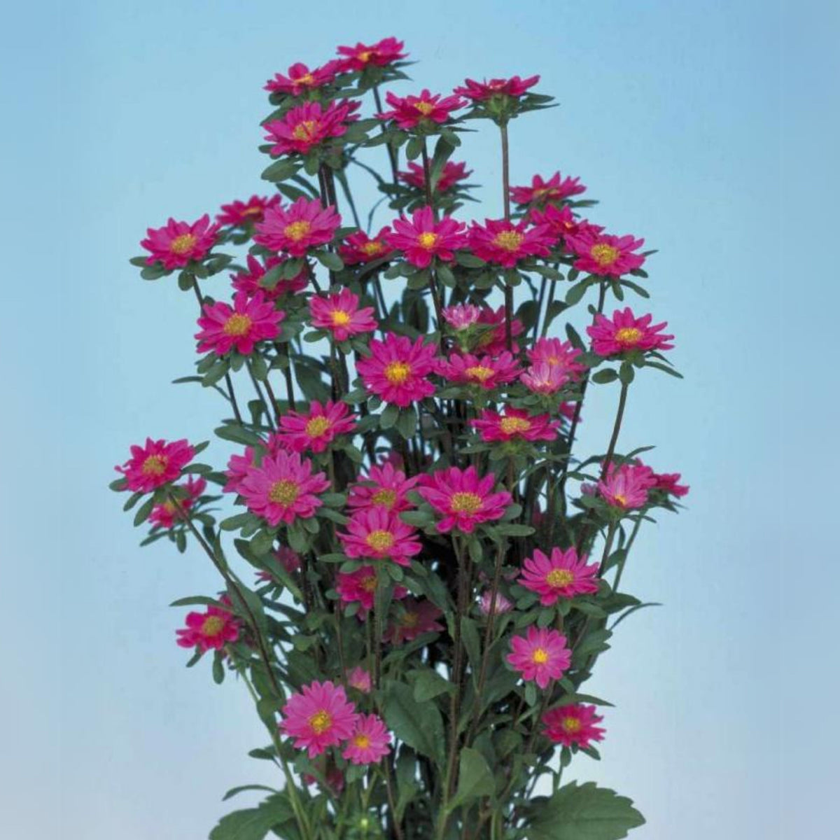 Serenade Mix Aster Seeds - China Aster, 20 seeds