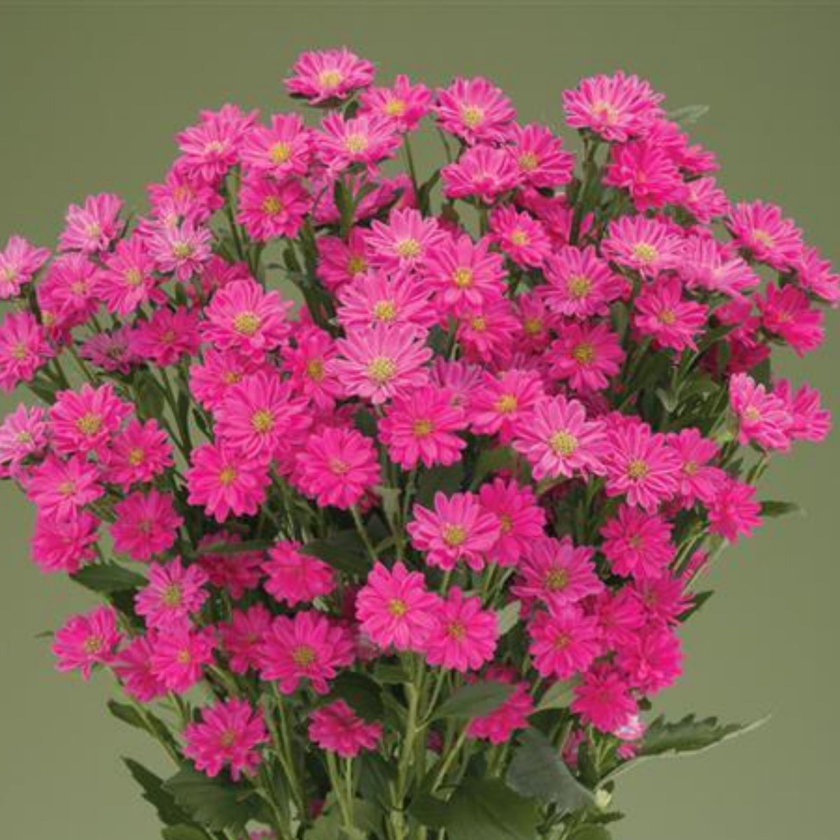 Serenade Mix Aster Seeds - China Aster, 20 seeds