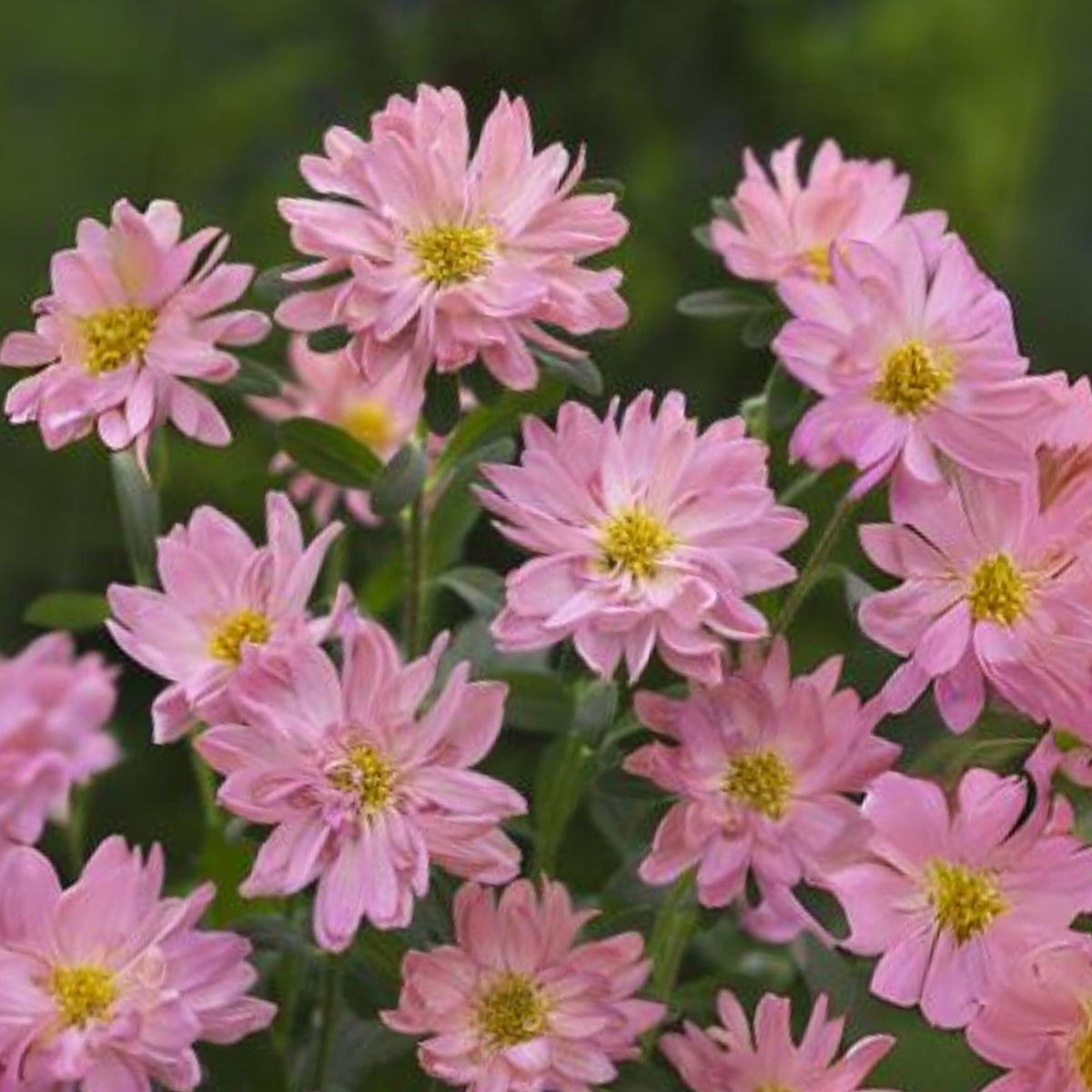 Serenade Mix Aster Seeds - China Aster, 20 seeds
