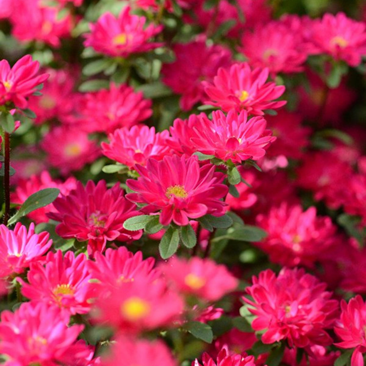 Serenade Mix Aster Seeds - China Aster, 20 seeds