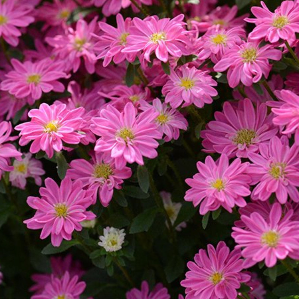 Serenade Mix Aster Seeds - China Aster, 20 seeds