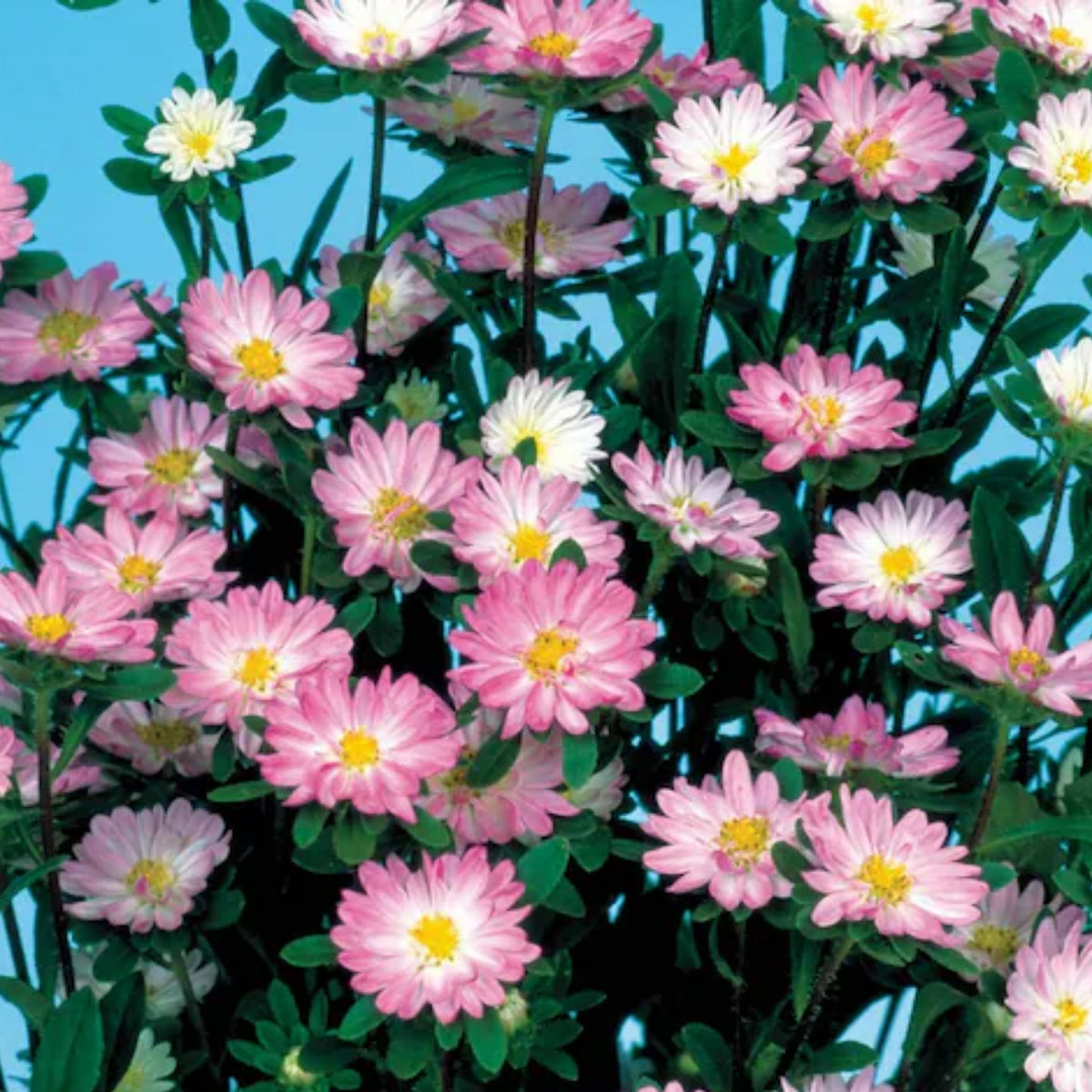 20s | Serenade Mix Aster Seeds – Heirloom – Non-GMO – Fall Blooms – Pollinator Friendly – Perennial & Annual – Easy to Grow – Colorful Autumn Flowers – Garden to Table – Cottage Garden#8031