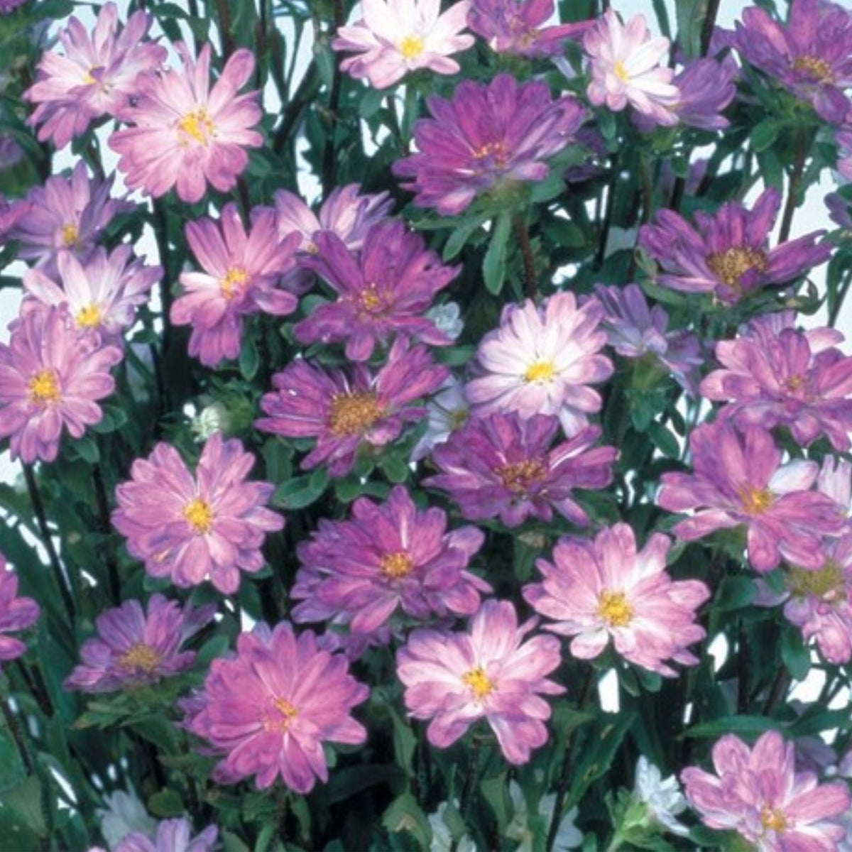 Serenade Mix Aster Seeds - China Aster, 20 seeds