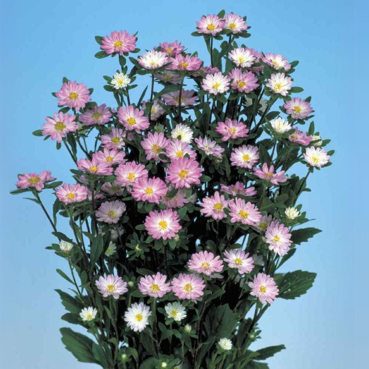 Serenade Mix Aster Seeds - China Aster, 20 seeds