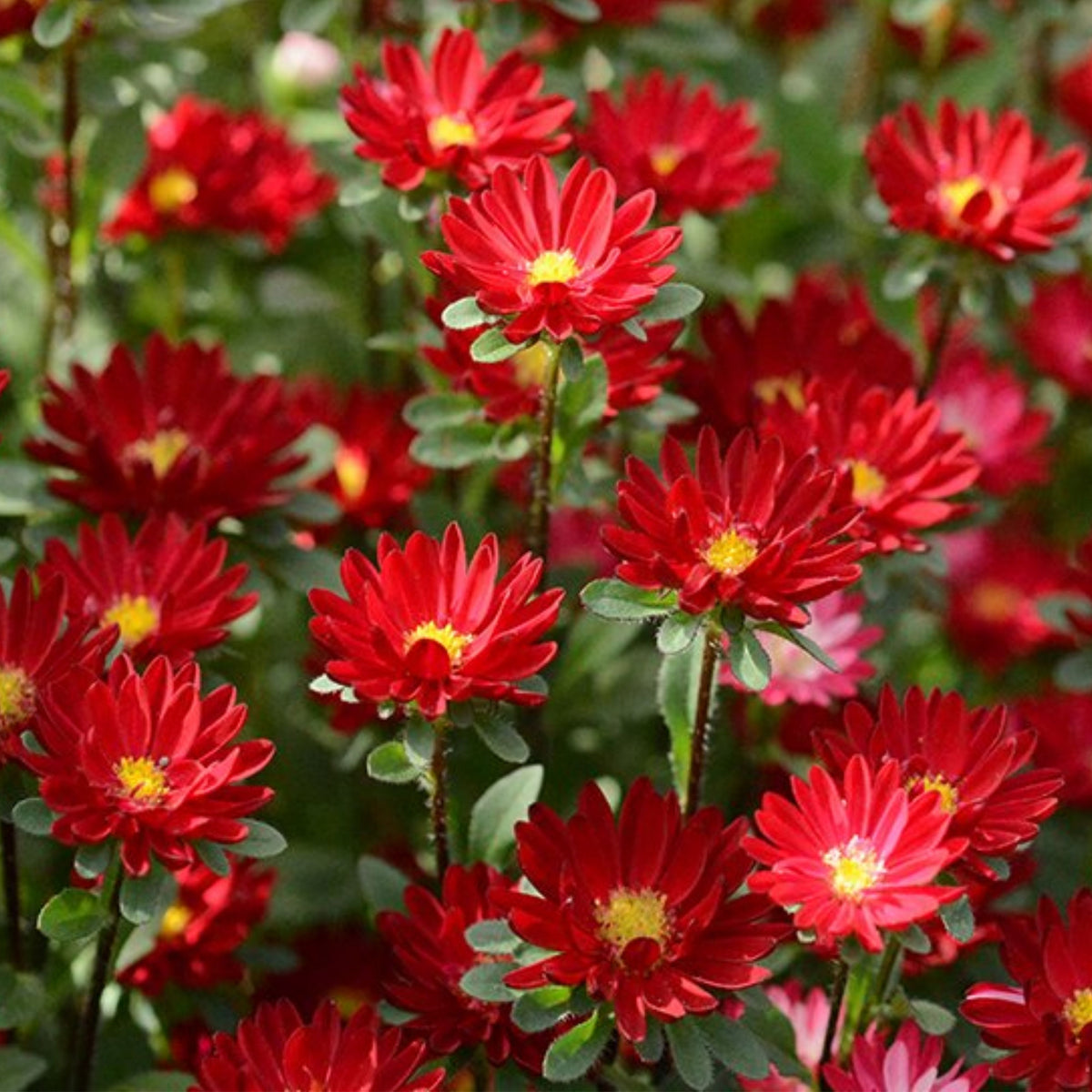 Serenade Mix Aster Seeds - China Aster, 20 seeds