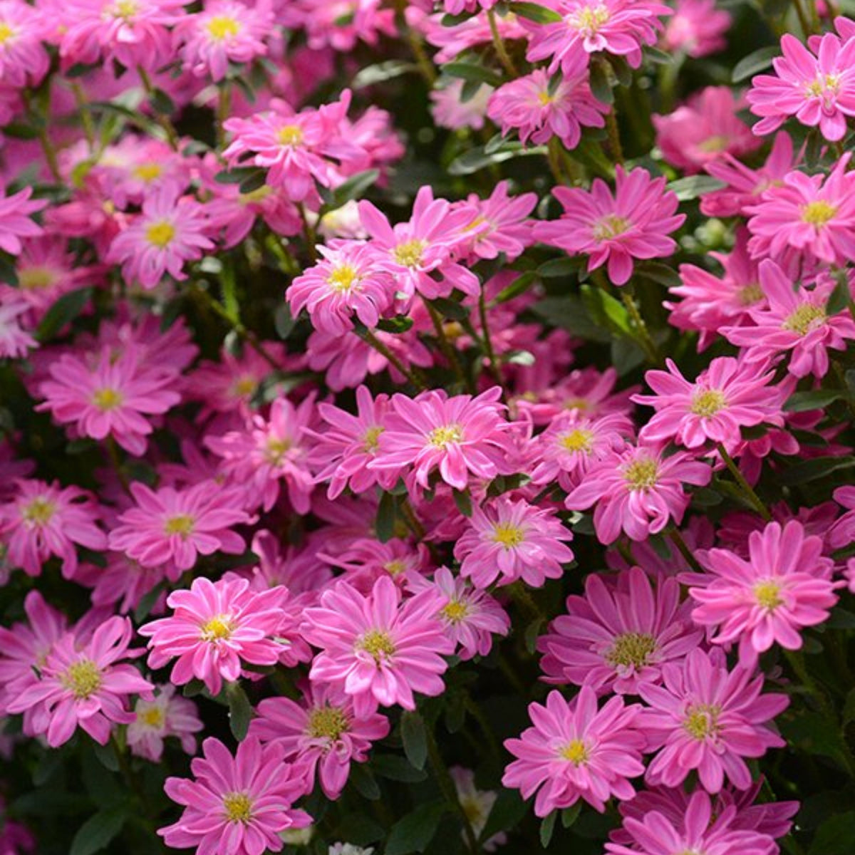 Serenade Mix Aster Seeds - China Aster, 20 seeds