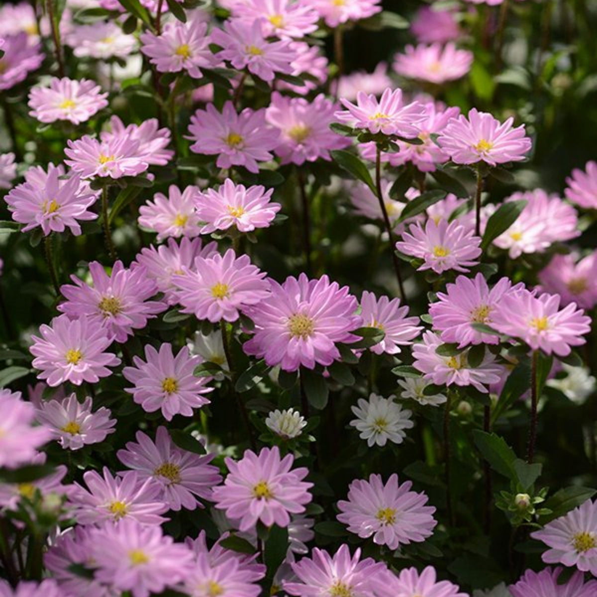 Serenade Mix Aster Seeds - China Aster, 20 seeds