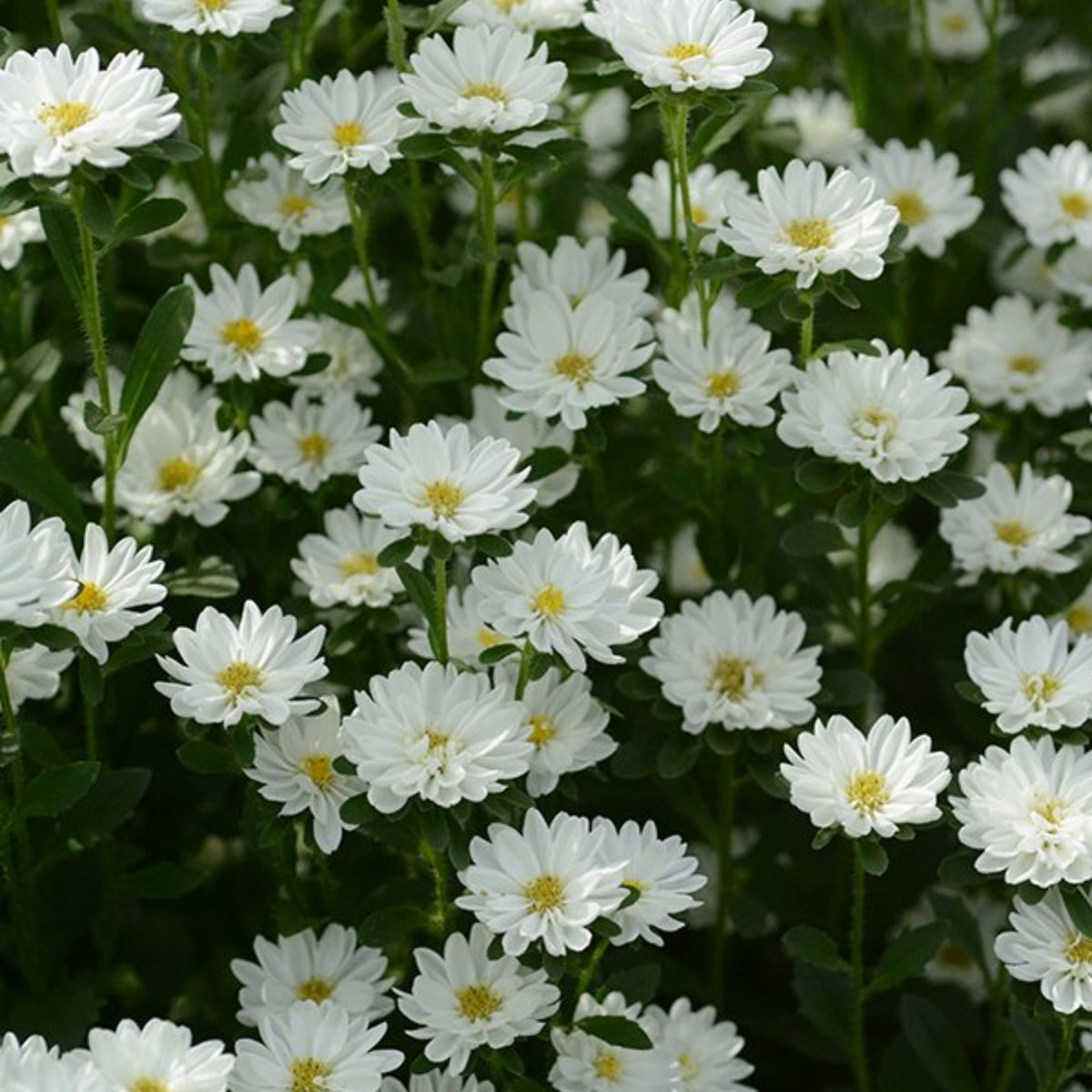 Serenade Mix Aster Seeds - China Aster, 20 seeds