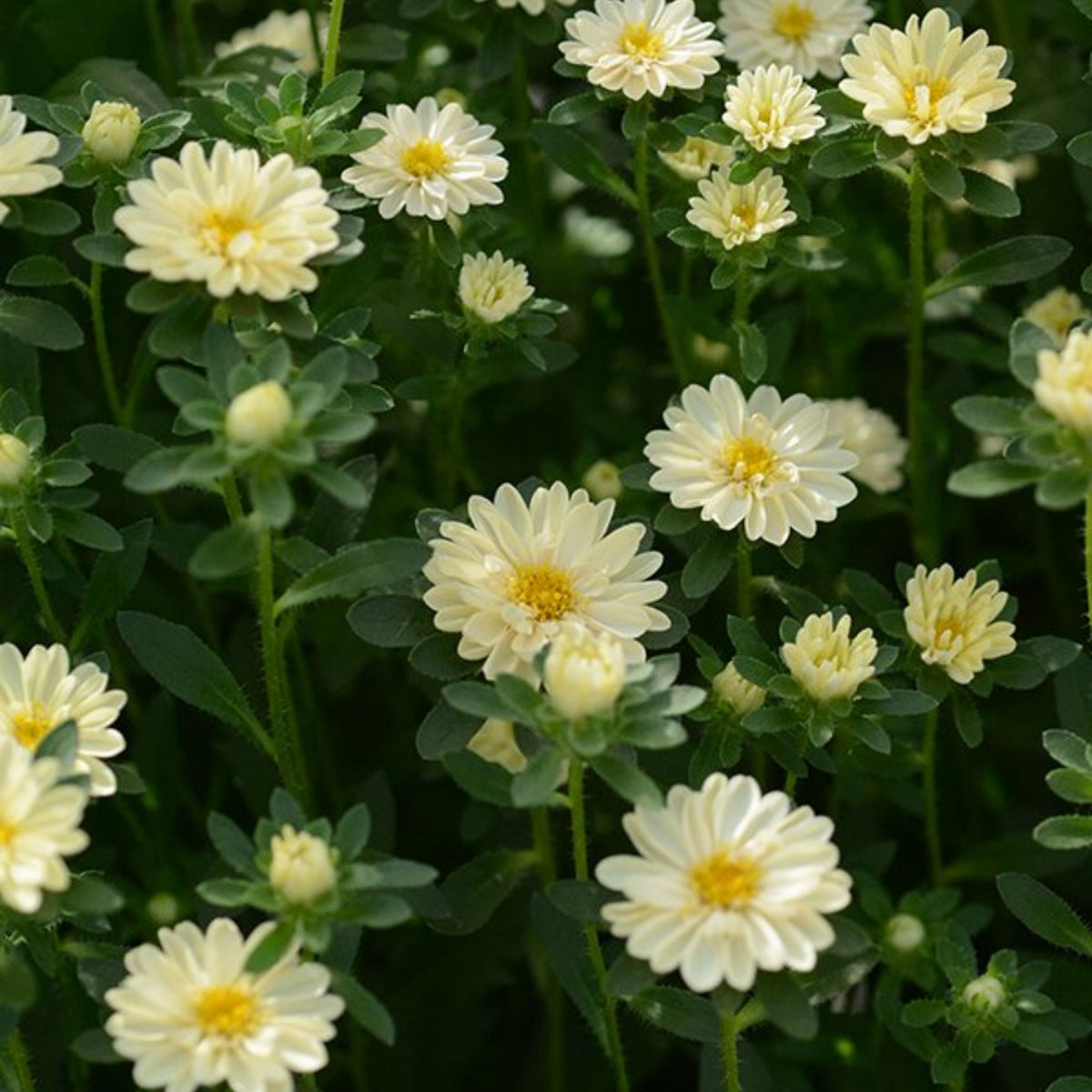 Serenade Mix Aster Seeds - China Aster, 20 seeds