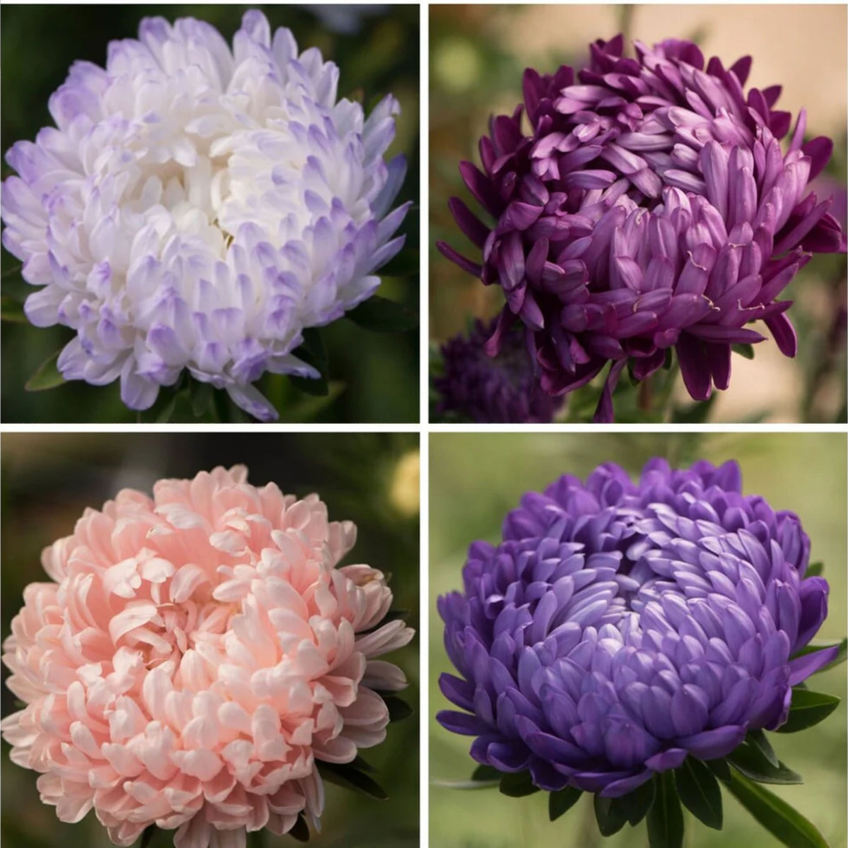20s | Tower Chamois - Aster Seeds - China Aster – Heirloom – Non-GMO – Fall Blooms – Pollinator Friendly – Perennial & Annual – Easy to Grow – Colorful Autumn Flowers – Garden to Table – Cottage Garden#8032