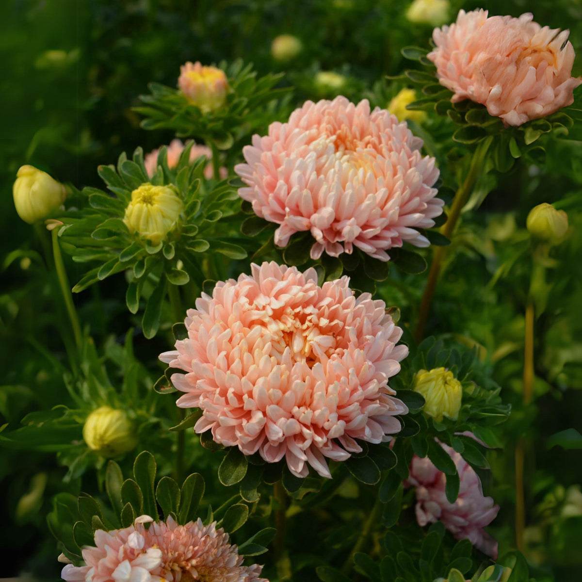 20s | Tower Chamois - Aster Seeds - China Aster – Heirloom – Non-GMO – Fall Blooms – Pollinator Friendly – Perennial & Annual – Easy to Grow – Colorful Autumn Flowers – Garden to Table – Cottage Garden#8032