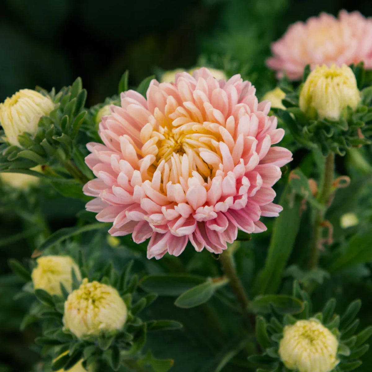 20s | Tower Chamois - Aster Seeds - China Aster – Heirloom – Non-GMO – Fall Blooms – Pollinator Friendly – Perennial & Annual – Easy to Grow – Colorful Autumn Flowers – Garden to Table – Cottage Garden#8032