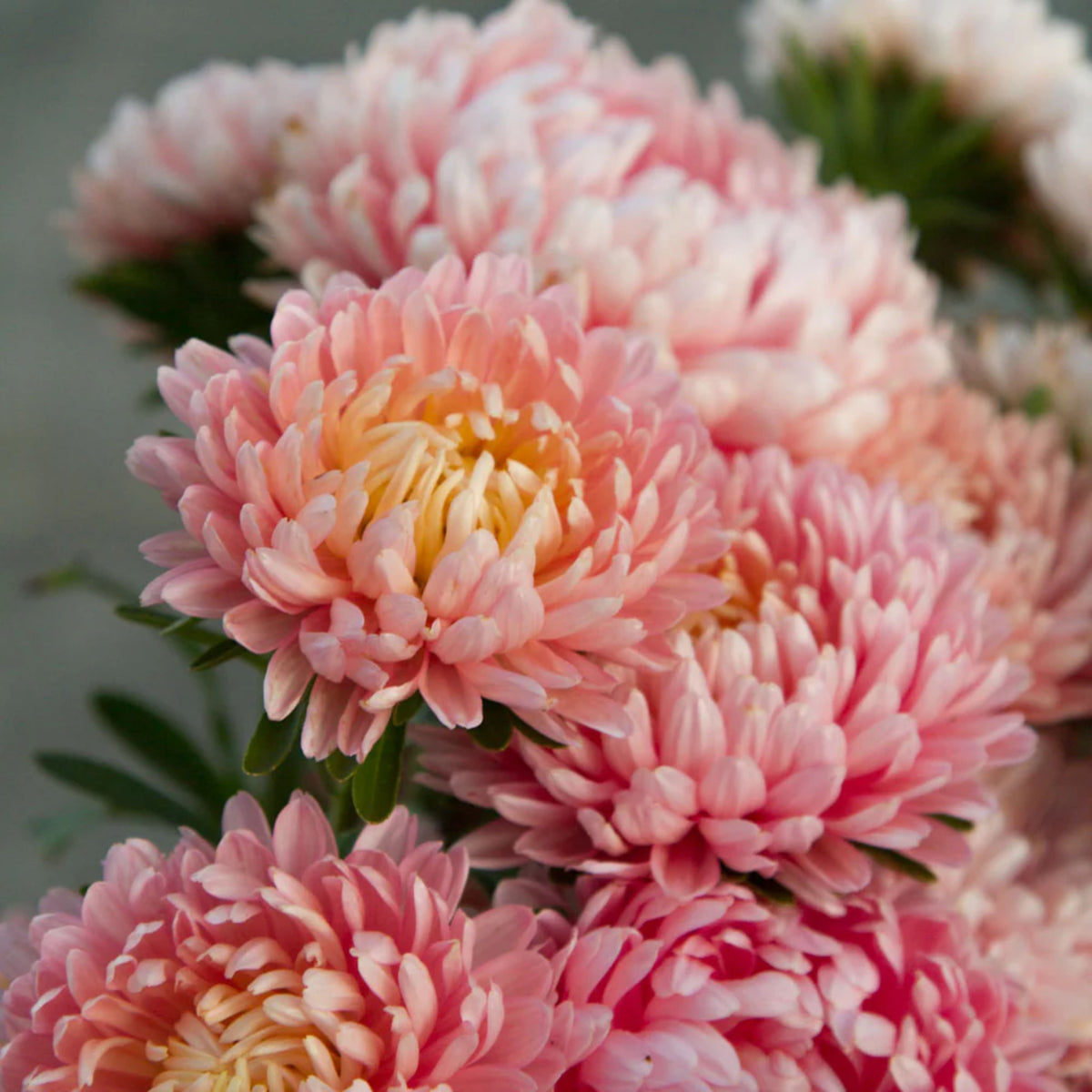20s | Tower Chamois - Aster Seeds - China Aster – Heirloom – Non-GMO – Fall Blooms – Pollinator Friendly – Perennial & Annual – Easy to Grow – Colorful Autumn Flowers – Garden to Table – Cottage Garden#8032