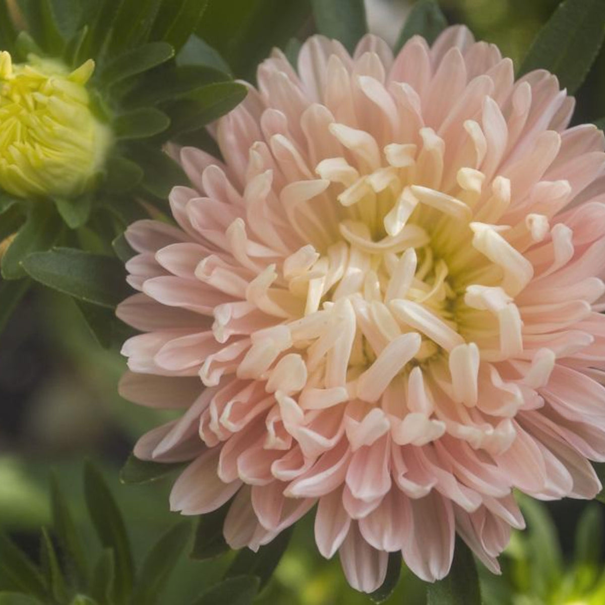 20s | Tower Chamois - Aster Seeds - China Aster – Heirloom – Non-GMO – Fall Blooms – Pollinator Friendly – Perennial & Annual – Easy to Grow – Colorful Autumn Flowers – Garden to Table – Cottage Garden#8032