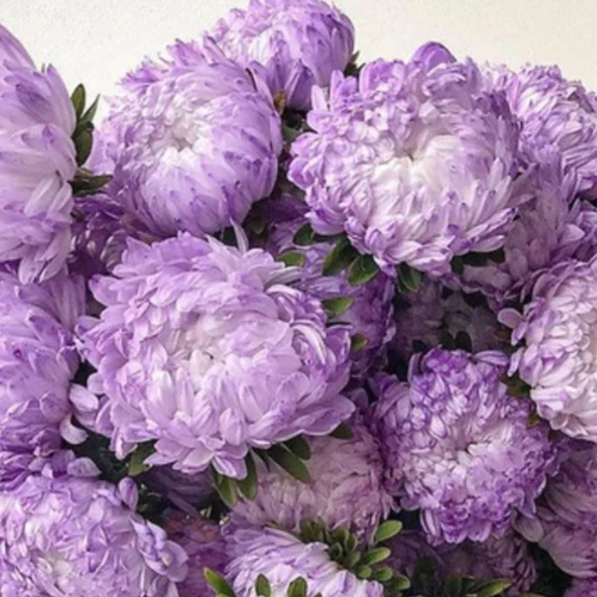 20s | Tower Chamois - Aster Seeds - China Aster – Heirloom – Non-GMO – Fall Blooms – Pollinator Friendly – Perennial & Annual – Easy to Grow – Colorful Autumn Flowers – Garden to Table – Cottage Garden#8032
