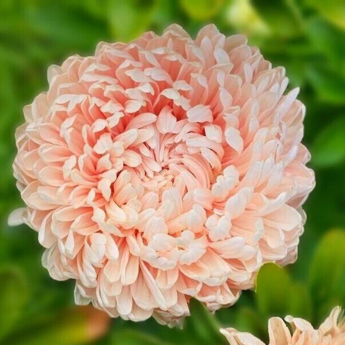 20s | Tower Chamois - Aster Seeds - China Aster – Heirloom – Non-GMO – Fall Blooms – Pollinator Friendly – Perennial & Annual – Easy to Grow – Colorful Autumn Flowers – Garden to Table – Cottage Garden#8032
