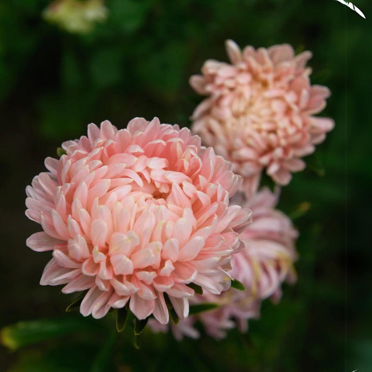 20s | Tower Chamois - Aster Seeds - China Aster – Heirloom – Non-GMO – Fall Blooms – Pollinator Friendly – Perennial & Annual – Easy to Grow – Colorful Autumn Flowers – Garden to Table – Cottage Garden#8032