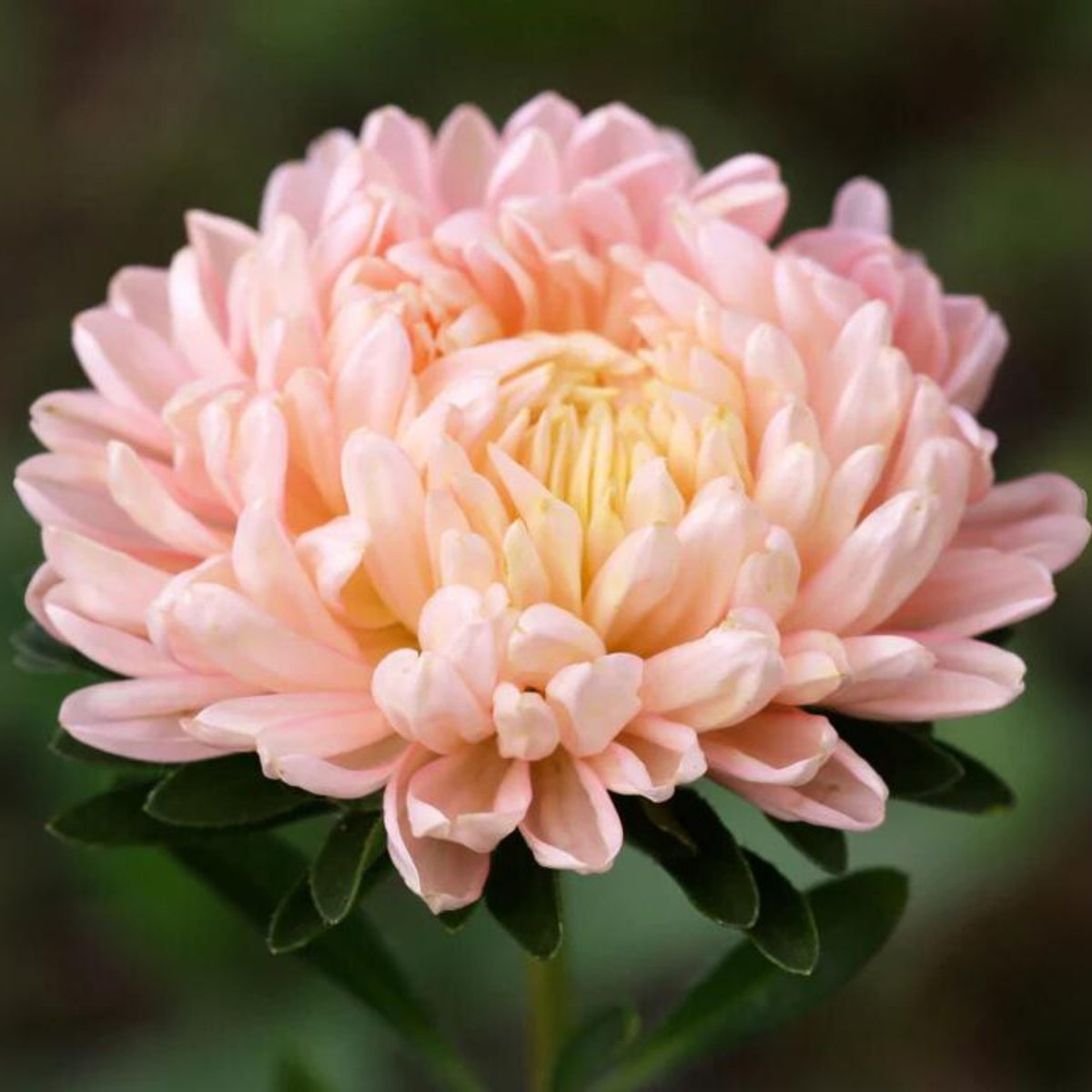 20s | Tower Chamois - Aster Seeds - China Aster – Heirloom – Non-GMO – Fall Blooms – Pollinator Friendly – Perennial & Annual – Easy to Grow – Colorful Autumn Flowers – Garden to Table – Cottage Garden#8032