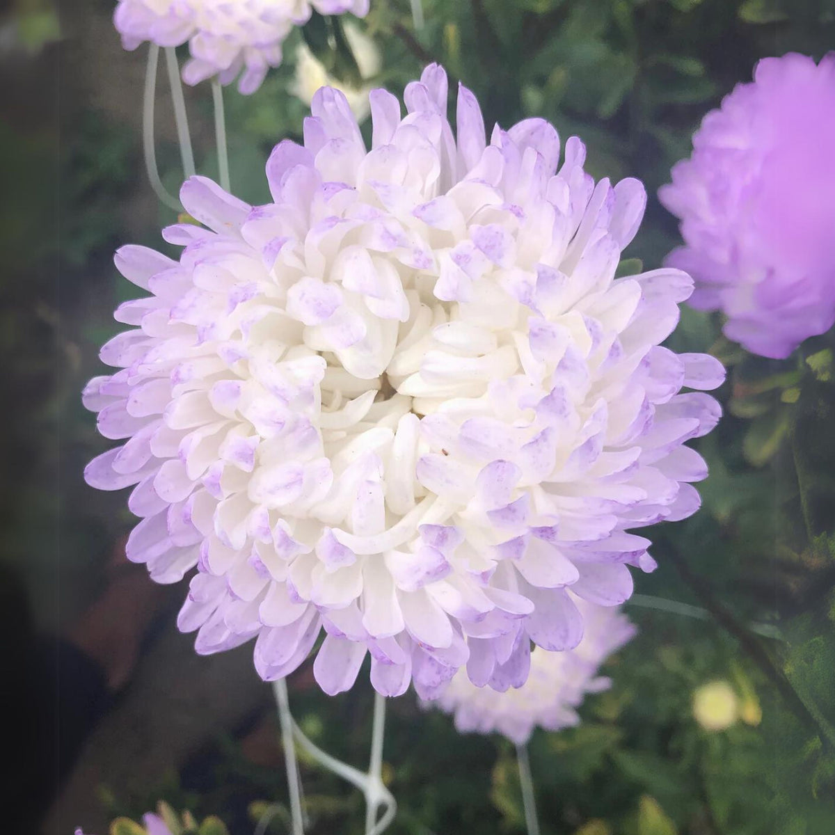 20s | Tower Chamois - Aster Seeds - China Aster – Heirloom – Non-GMO – Fall Blooms – Pollinator Friendly – Perennial & Annual – Easy to Grow – Colorful Autumn Flowers – Garden to Table – Cottage Garden#8032