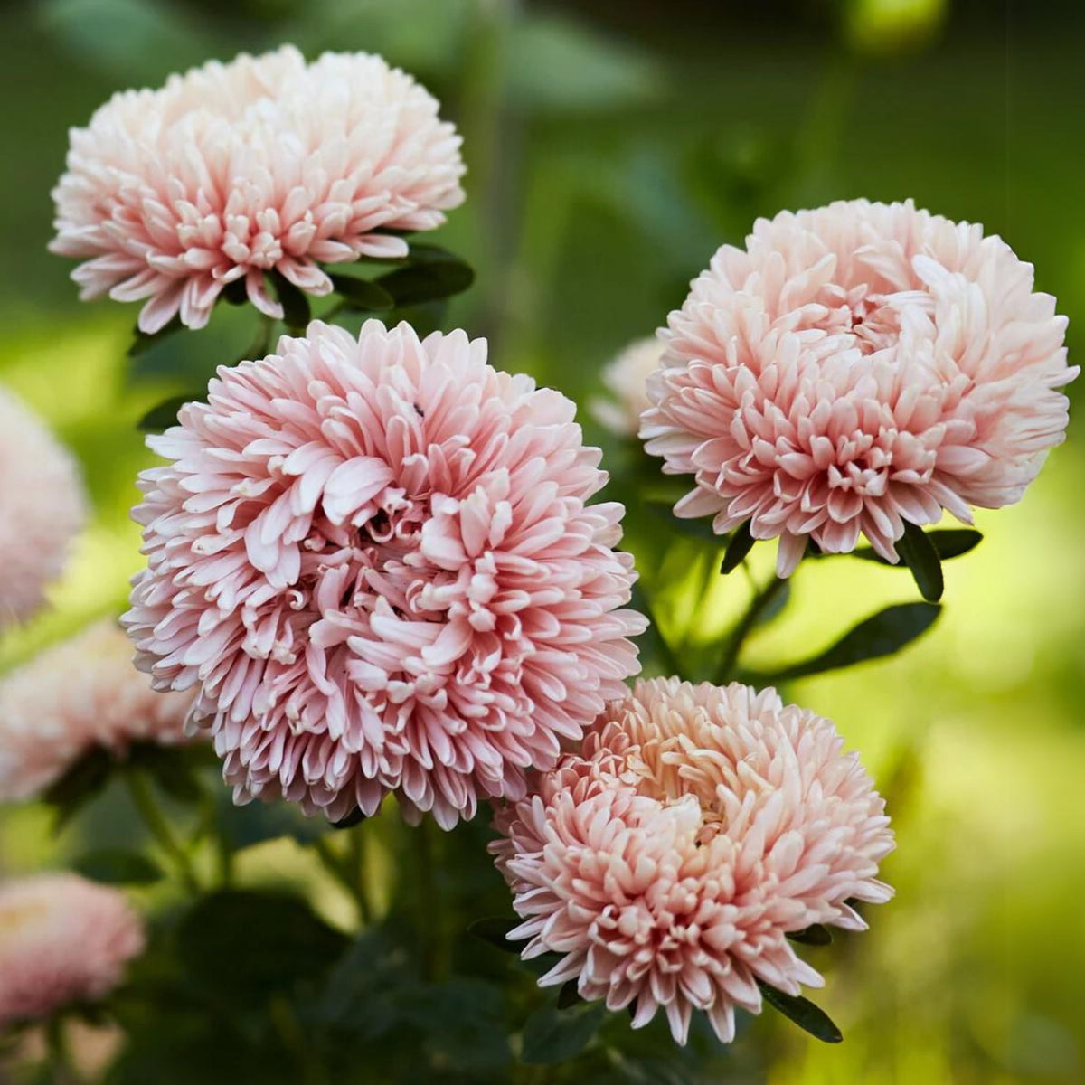 King Size Apricot Aster Seeds - Fall Blooms, 20 seeds