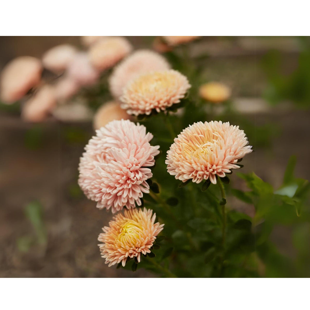 King Size Apricot Aster Seeds - Fall Blooms, 20 seeds