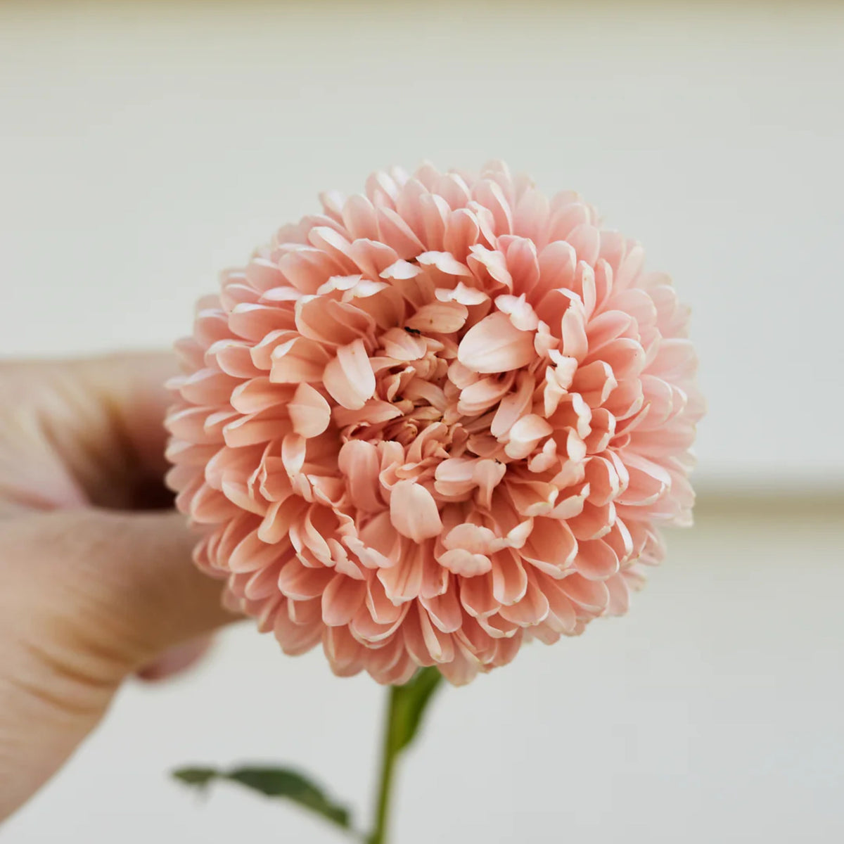 King Size Apricot Aster Seeds - Fall Blooms, 20 seeds