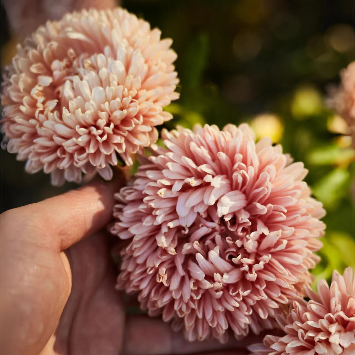 King Size Apricot Aster Seeds - Fall Blooms, 20 seeds